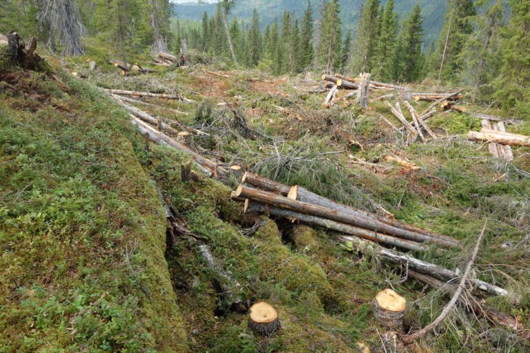 Naturvernforbundet i Rana har anmeldt Allskog, Statskog og Hemnes kommune for ulovlig veibygging under hogst i Bjerkamarka.