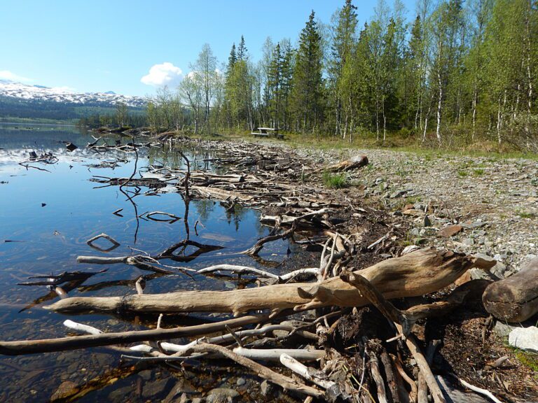 Etter de siste nedtappinger har gammelt trevirke flytt opp og samla seg ved breddene av Stormybassenget. Ikke akkurat et pent skue.