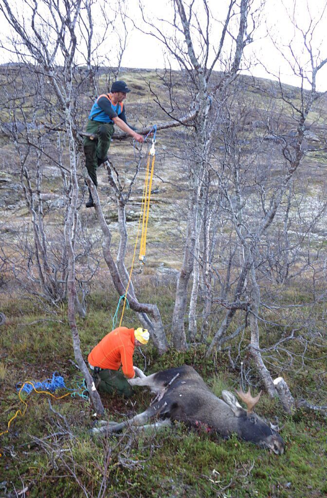 Elgjakt i høyfjellet oppe ved Kjennsvatnet krever ofte litt oppfinnsomhet angående  utstyr. Her har jaktbas Tor Harry Braseth klatret opp i høyden for å lage en heiseanordning slik at flåing av den unge oksen skal kunne gjennomføres lettere. Pål Reinfjell lager klart feste før oksen heises i høyden. Jaktlaget hadde fire dyr på kvoten.