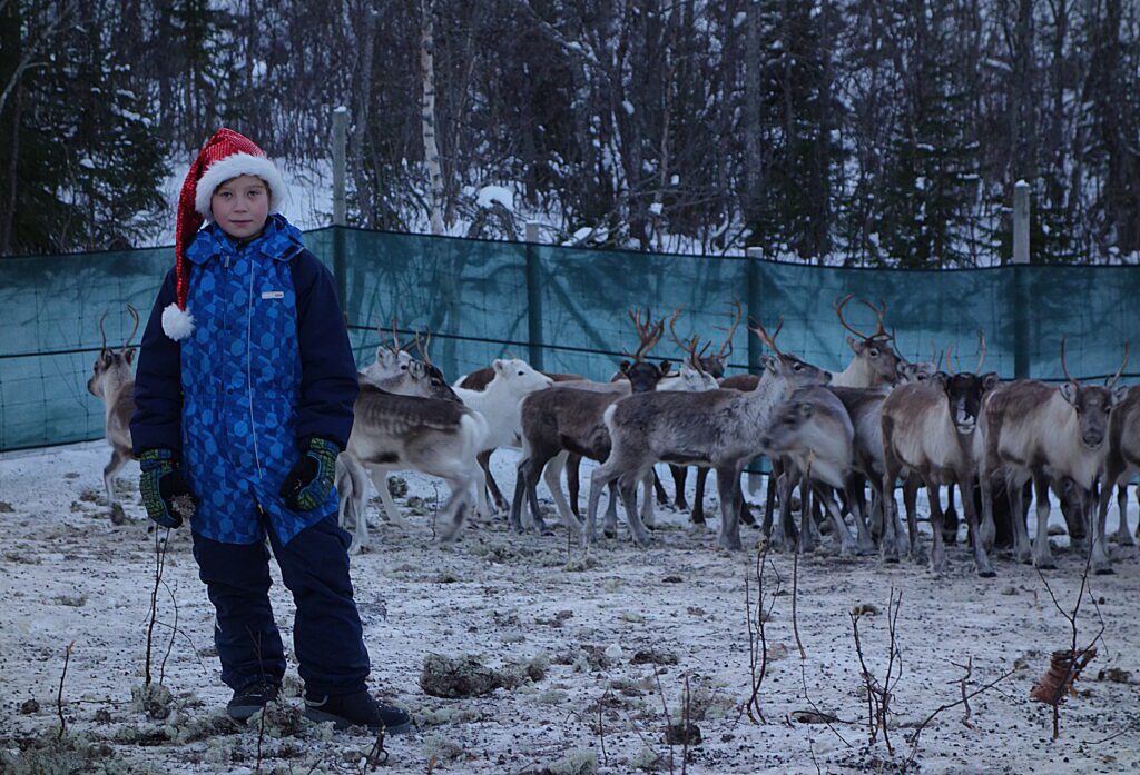 Frå reinskillinga i desember 2014. Ante Niila Anti er saman med far og onkel i arbeidet: 