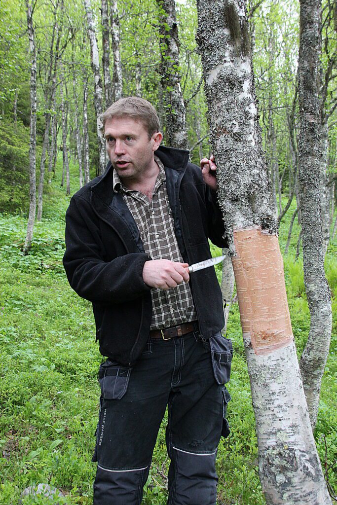 Bjørkeskogen er en ressurs på flere måter. Her viser kursleder hvordan løyping av never bør foregå. Fra et kurs i Innerdalen 2016