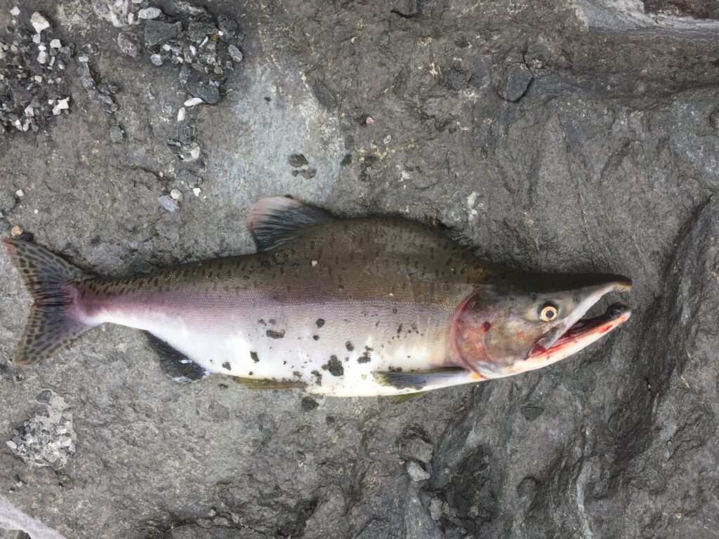 Denne hannen ble tatt helt under Sjøforsen i Korgen. Den karakteristiske pukkelen oppstår først etter at laksen har gått opp i elver for å gyte. Denne var 1,5 kilo.