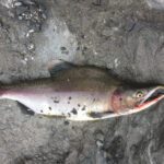 Denne hannen ble tatt helt under Sjøforsen i Korgen. Den karakteristiske pukkelen oppstår først etter at laksen har gått opp i elver for å gyte. Denne var 1,5 kilo.