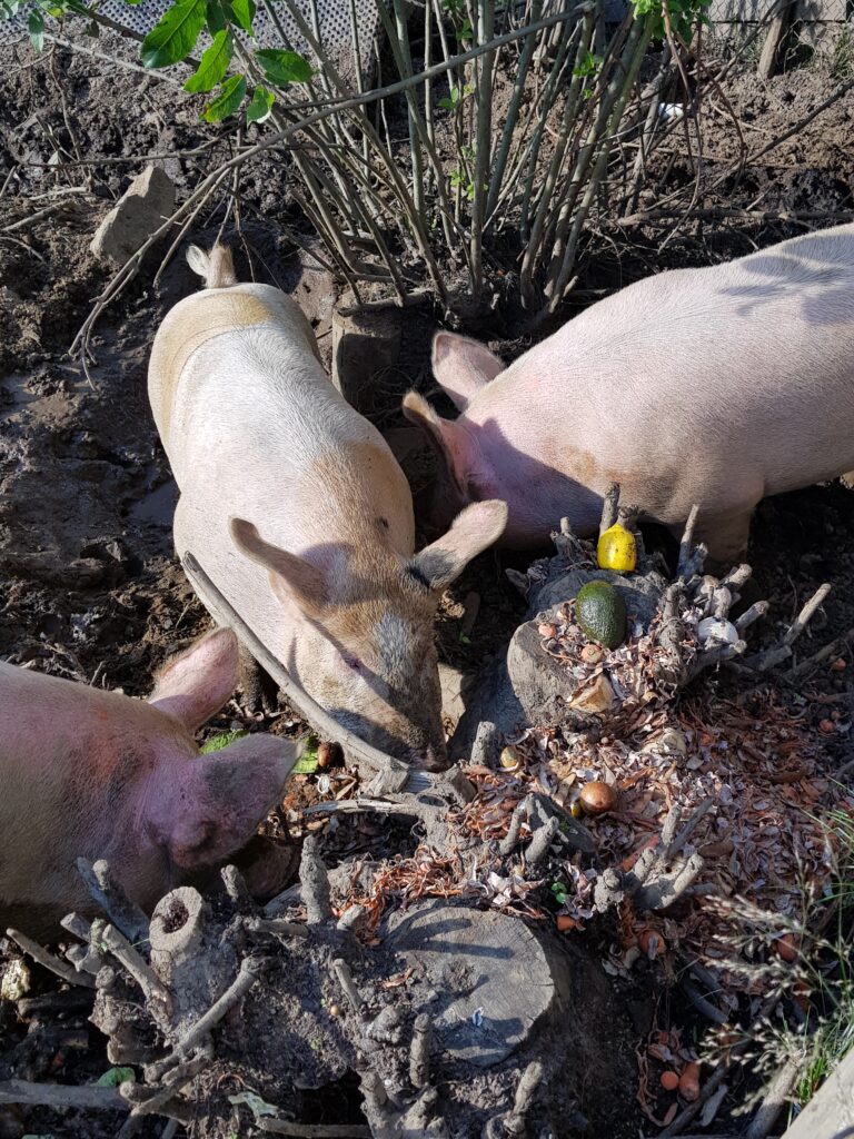 Blant røtter i bakken har de fått masse grønnsaker, og det er stas! Med grynt og hyl kjempes det om å få mest!