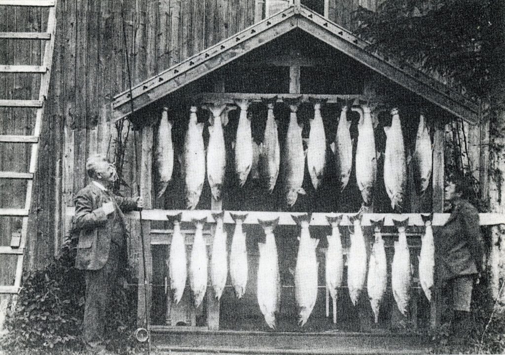 Familien Schjølberg leide fiskeretten på strekningen Sjøforsen-Troneset på 1920-tallet. På bildet ser vi Ragnar og sønnen Hans som fisket henholdsvis 13 og 7 av disse laksene denne ene dagen i 1921. De to siste ble fisket av fru Emma Schølberg. Senere var det engelske fiskere som leide fiskeretten.|Laksefiske og lokal forvaltning av elvene vekker stort engasjement. Mange hadde møtt opp