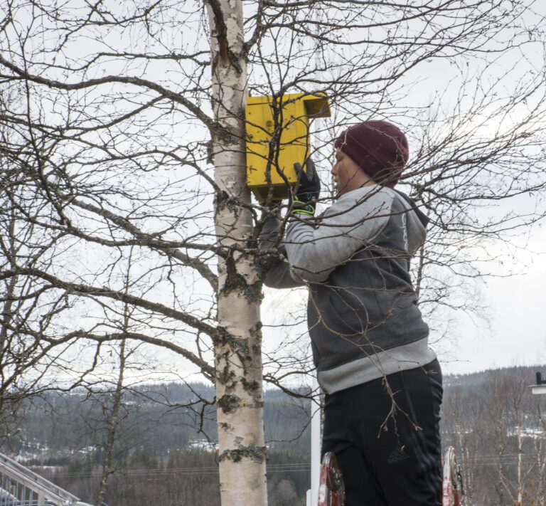 Mats og Terje håper fuglekassene blir bebodd i løpet av sommeren.|Til sammen ble det snekret 15 kasser som Mats og Terje fikk montert på trærne utenfor Korgen omsorgssenter.|Gul