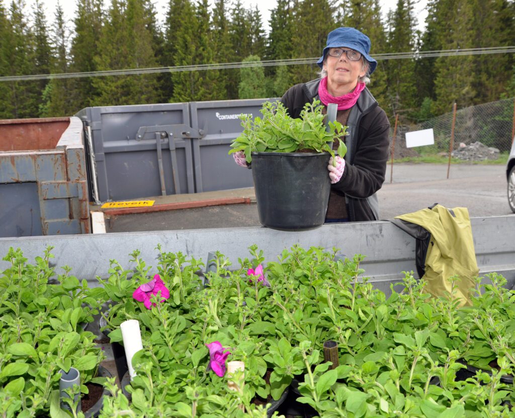 Eli Solhaug sto i spissen for Hemnesberget Vel sin dugnad med å gjøre klar sommerens blomsterprakt i sentrum av Hemnesberget.|Stein Ivar Skjæran