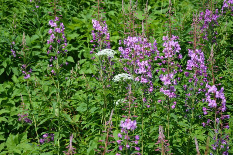 Det kan ikke nektes for at geitramsen er vakker når den står i full blomst|Her kommer det til å fyke byger av geitramsfrø når høsten kommer