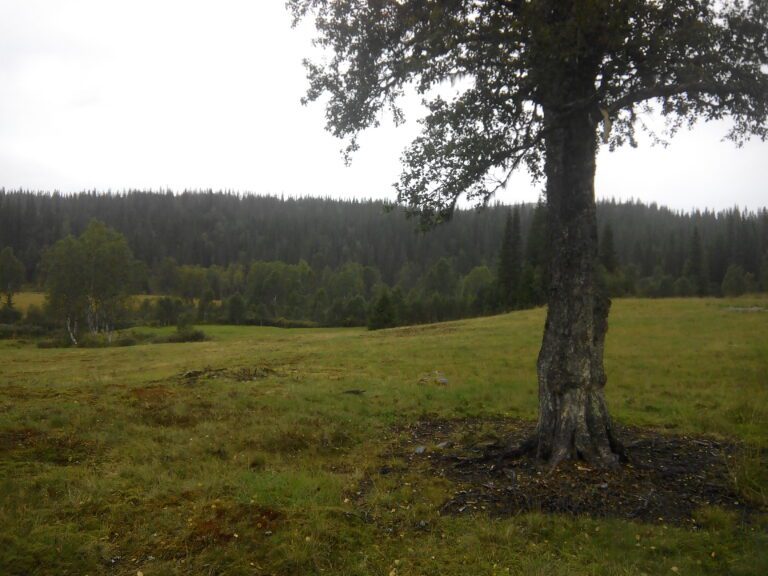 Vakkert blir det når busk og kratt må vike for ei jamn flate av gress