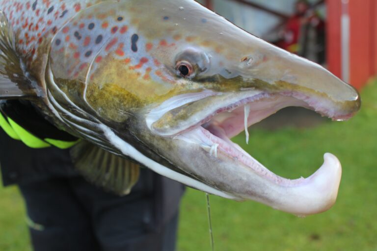En skikkelig rugg av en stamfar. Hannlaksen endrer utseendet kraftig fra den går inn fra havet og fram til parring.|Helen Thonahugen har god dreis på fiskestanga og skal fiske i hele oktober.|Geir Iversen følger med at en nylig fanget laks har nok bevegelse etter den strabasiøse kampen.|To av hjelpefiskerne løper avgårde med en laks som skal i buret.|Kjell Ervik viser frem en hannlaks i all sin prakt noen sekunder før den legges i en tank i bilen.
