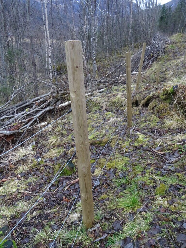 Gjerde av nyare dato. Her er det rydda og gjerdet ser ut til å vera oppsett etter boka. Alt på stell!|Etter 2010 er det totalforbod mot bruk av piggtråd. Dette gjerdet held ikkje rett standard. Landbruksetaten ser helst at gjerdeeigarane sjølve tar affære i slike tilfelle.|Her kjem Sverre Storbæk med eit par knippe piggtrå frå eit utmarksgjerde som ikkje lenger er i bruk. Trådkveilene blir no lagra i garasjen. Seinare kan dei for eksempel leverast til resirkulering.