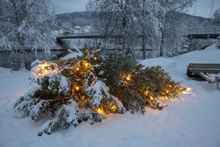 Ved første øyekast kan det se ut som om treet har veltet