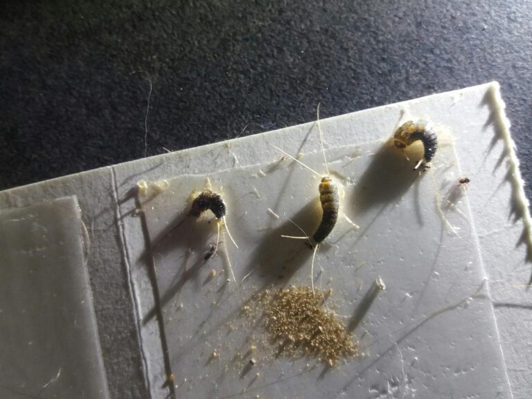 Skjeggkreene går skumle tider i møte når en ny utryddelsesmetode tas i bruk.