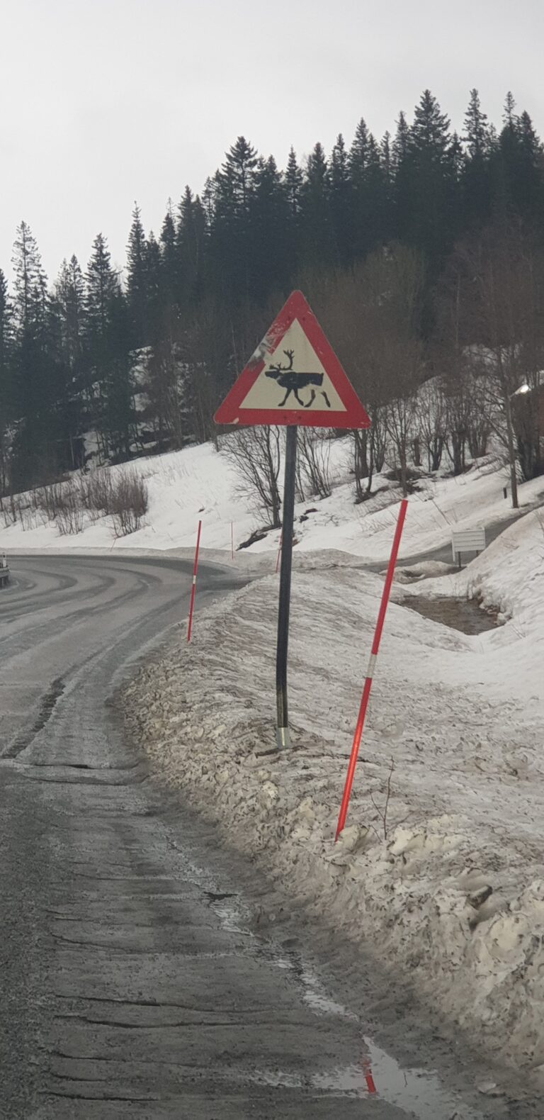 Vi er vant med varselskilt for elg i Hemnes. Og øynene våre er vante med å speide etter elgen. Mer uvante er vi med varselskilt for rein. Vi får være mer observante framover og speide etter rein når vi ferdes etter rv. 808 mot Hemnesberget.