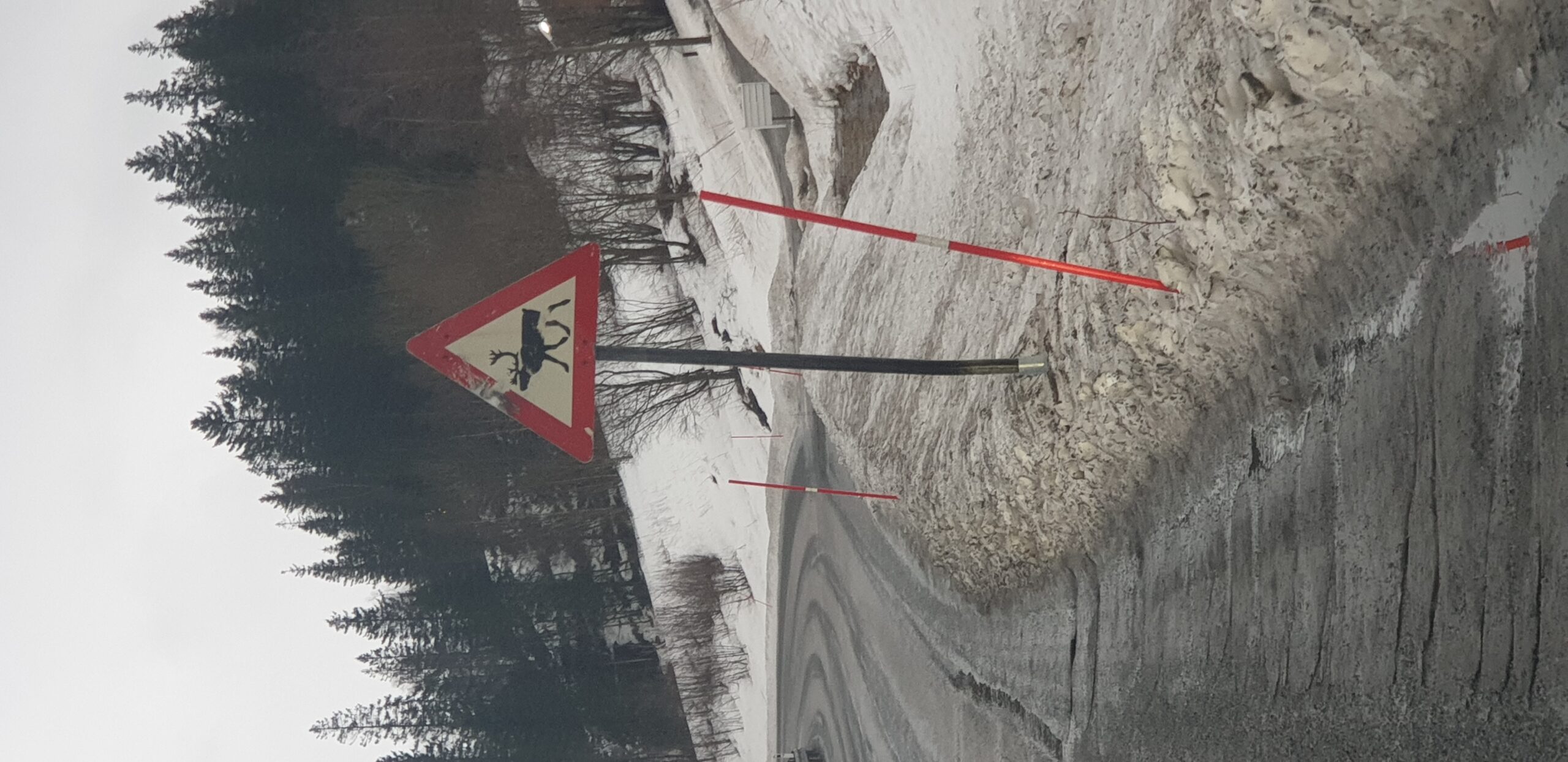 Vi er vant med varselskilt for elg i Hemnes. Og øynene våre er vante med å speide etter elgen. Mer uvante er vi med varselskilt for rein. Vi får være mer observante framover og speide etter rein når vi ferdes etter rv. 808 mot Hemnesberget.